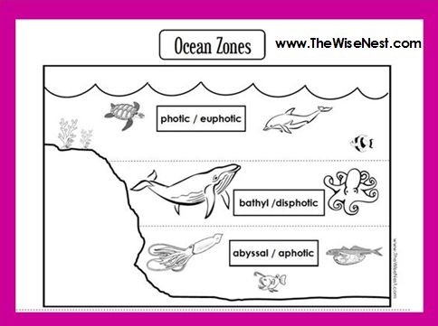 Ocean Zones to Label and Color - The Wise Nest